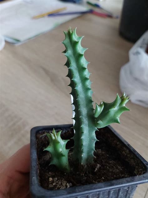 Huernia Pink Eye Pink Eyes Plants Pink