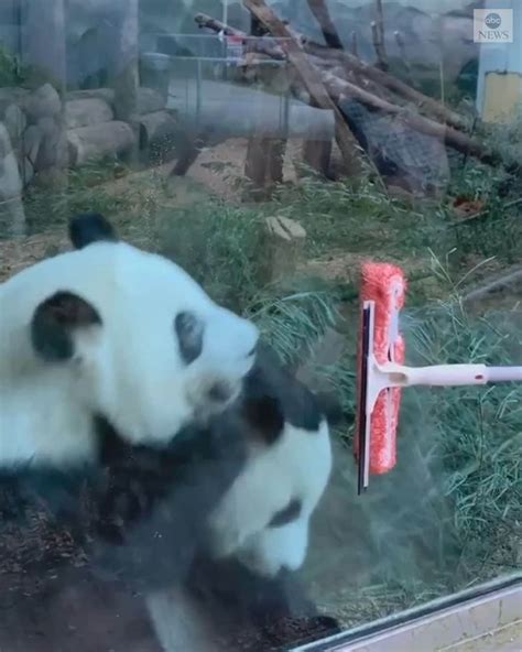 Abc Newsさんのインスタグラム動画 Abc Newsinstagram 「good Clean Fun Twin Pandas Intrigued And Entertained