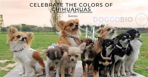 Chihuahua Colors: A Dazzling Spectrum of Canine Beauty 2025