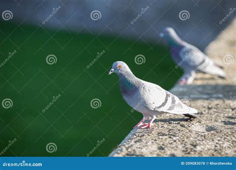 Duas Pombas Pombos No Parque Lindas Aves Selvagens Foto De Stock