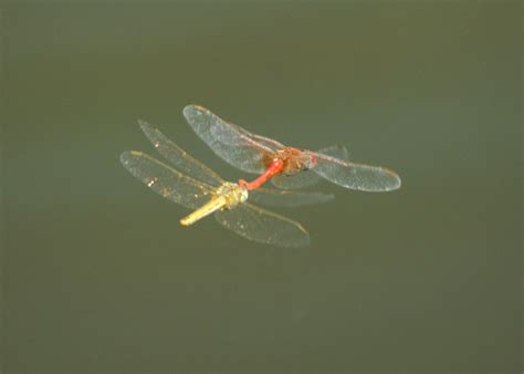 Libelulas Dragonfly Sex In Flyght Ferran Pesta A Flickr