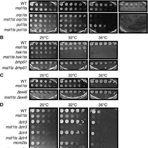 —genetic Interactions Double Mutants Were Constructed And Serial