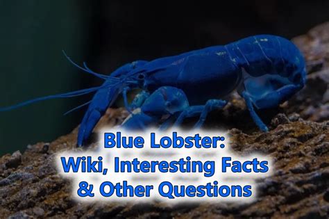 Blue Lobster: Wiki, Interesting Facts & Other Questions