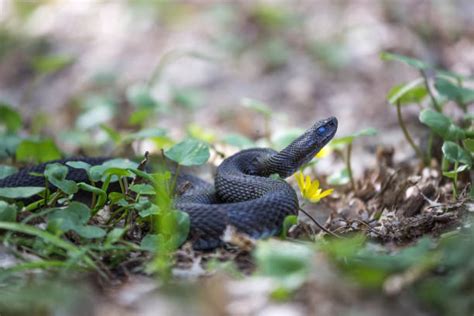 70+ Snake With Blue Eyes Stock Photos, Pictures & Royalty-Free Images - iStock