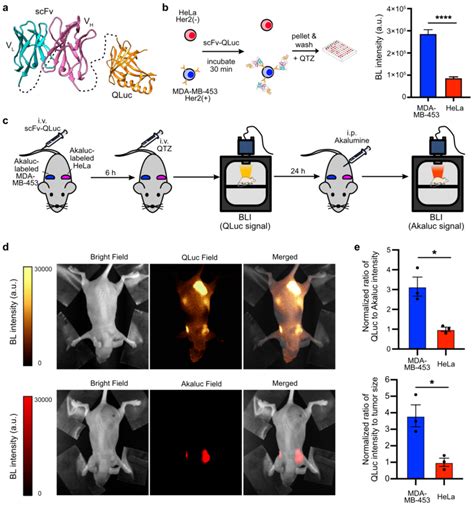 ImmunoBLI Of The Tumor Associated Her2 Antigen Using An ScFv QLuc