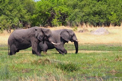 Elephants have Tusks: Everything you need to know - The Elephant Guide