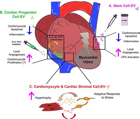 Frontiers Triggering Endogenous Cardiac Repair And Regeneration Via