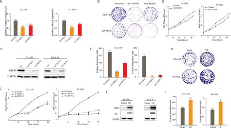 Frontiers The Deubiquitinase Usp39 Promotes Escc Tumorigenesis