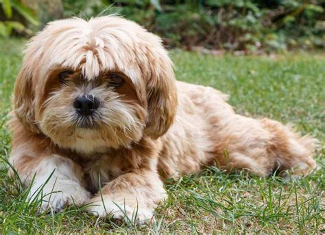 Lhasa Apso Dog Breed Info Images Faqs Videos Lhasa Apso Tibetan