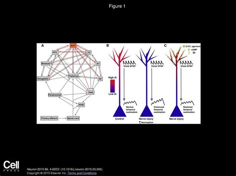 Enhanced Dendritic Integration By Ih Reduction In The Anterior