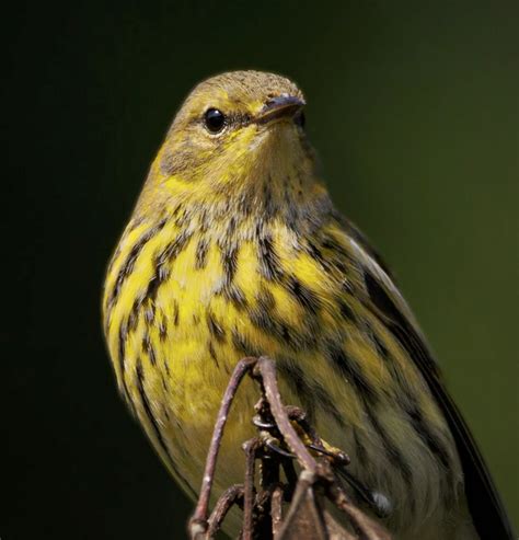 Cape May Warbler migration – Best Life Birding