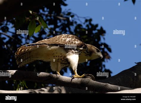 Juvenile Red Tailed Hawk Buteo Jamaicensis Stock Photo Alamy