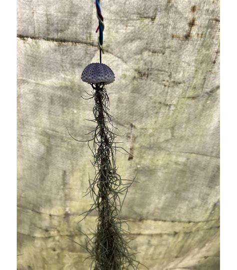 Buy Customized Hanging Air Plants | Guan Lee Heng Landscaping Pte Ltd