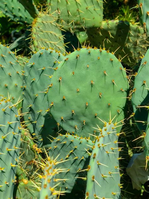 Cactus Cu Pere Poza Gratuite Public Domain Pictures