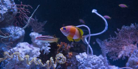 Twilight Zone: Deep Reefs Revealed | California Academy of Sciences