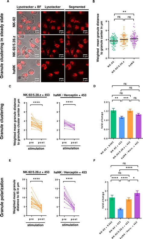 Inability Of Granule Polarization By Nk Cells Defines Tumor Resistance