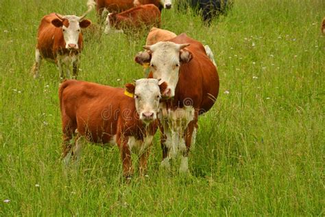 Cows Grazing In A Pasture In The Mountains Stock Image Image Of