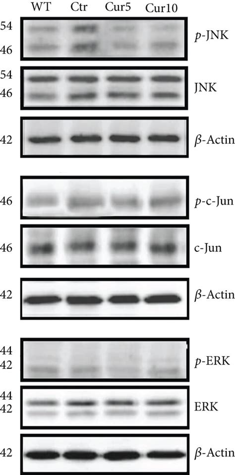 Effect Of Curcuma Extract On Mitogen Activated Protein Kinase Mapk