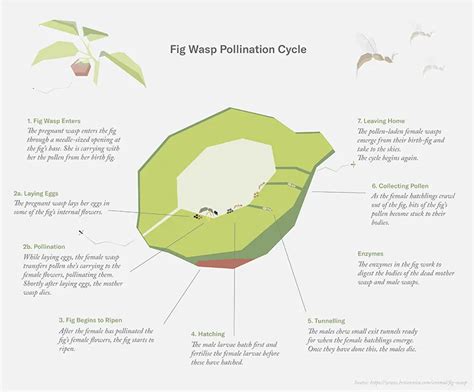 Figs Wasps How Are Figs Pollinated Foodunfolded