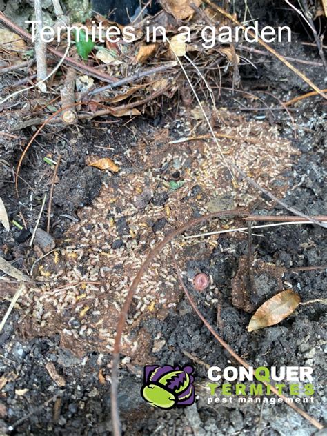 Signs Of Termites In Yard