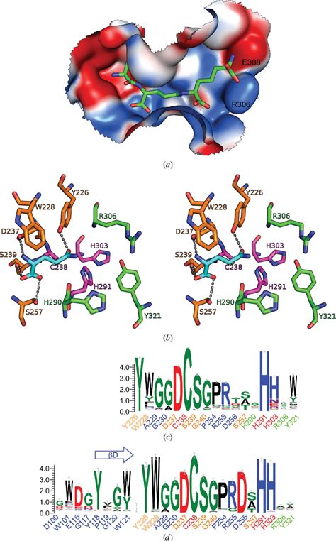 Figure 6 from Structure of the γ d glutamyl l diamino acid