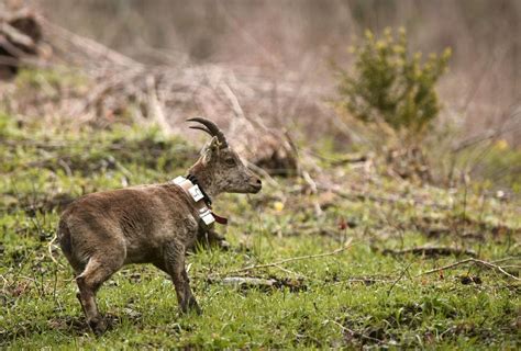 Ibex wild goats’ reintroduction in French Pyrenees a success story so ...