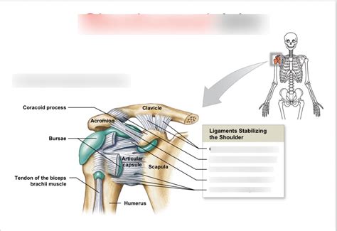 Glenohumeral Joint Diagram Quizlet