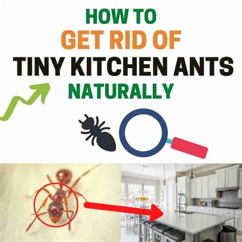 How To Get Rid Of Ants On Countertops Pest Phobia