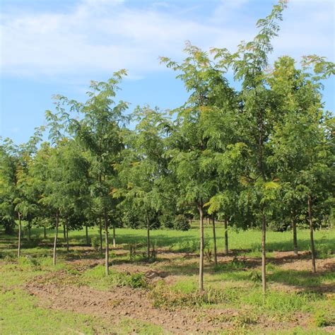 Gleditsia Triacanthos Shademaster Shademaster Honeylocust Doty