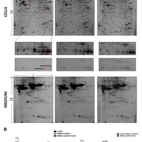 Differential Proteomic And Secretome Analysis By 2d Dige And Download Scientific Diagram