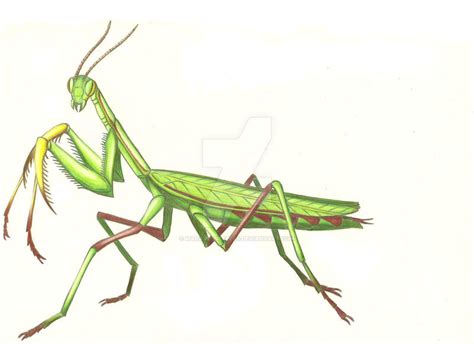 Praying Mantis By Madame Meepers On Deviantart