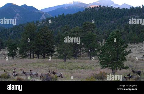 Elk migration Stock Videos & Footage - HD and 4K Video Clips - Alamy