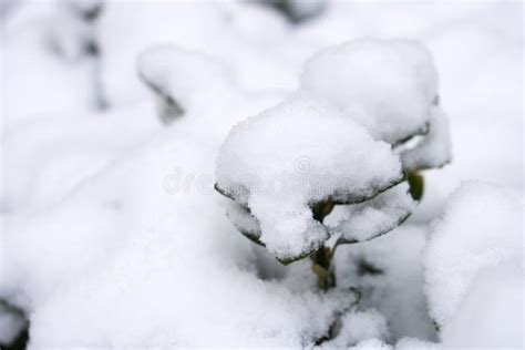 Snow Falling in Winter in Northern China Stock Photo - Image of snowfall, cold: 197440994