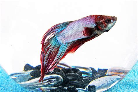 Veil Tail Betta Fish Care