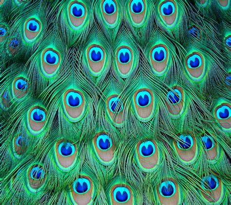 1920x1080px 1080p Free Download Feather Bird Pattern Peacock Texture Hd Wallpaper Peakpx