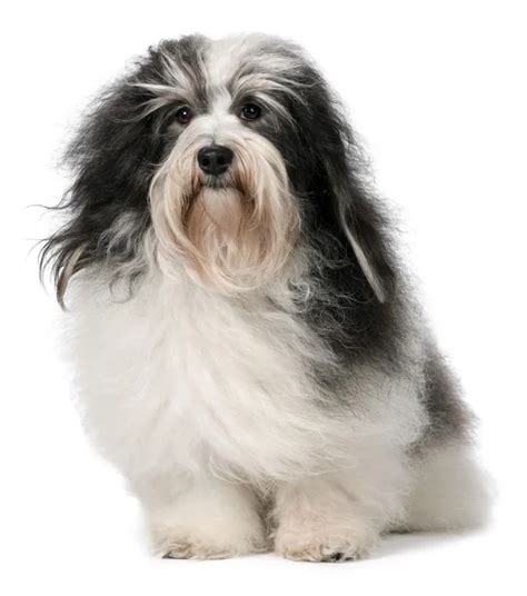 Cute Sitting Tricolor Havanese Dog Is Looking Upwards Stock Photo By