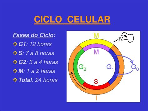 Ppt Ciclo Celular E Divis O Celular Mitose E Meiose Powerpoint