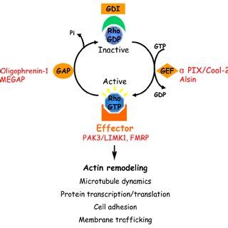 regulatory cycle   activation  inactivation   rho gtpases