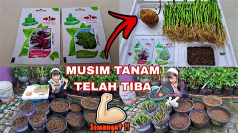 MENANAM KANGKUNG DARI BIJI DAN STEAK BATANG MANTANG BAWANG MERAH