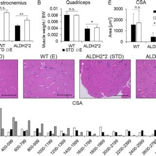 Aldh Mice Exhibit Skeletal Muscle Atrophy A Gastrocnemius Or