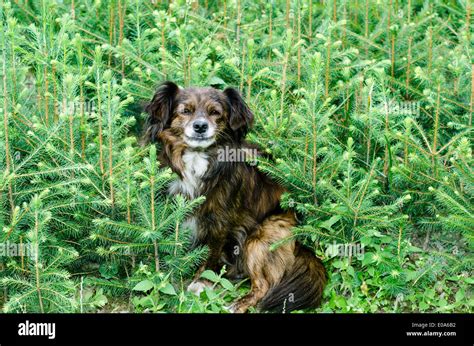 Cute Dog Sitting In Grass Stock Photo Alamy