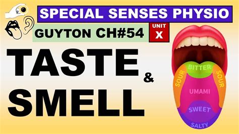 Ch 54 Physiology Guyton Special Senses Sense Of Taste And Smell