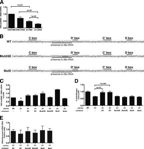 Reduced U60 Snorna Expression Causes Reduced Pm To Er Cholesterol