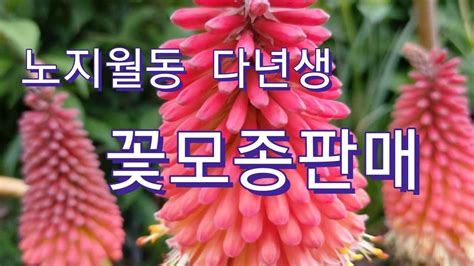 노지월동 다년생 야생화 꽃모종판매 Artofit