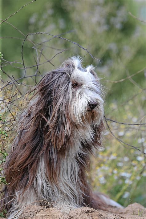 Rasse Des Monats Bearded Collie Vdhde