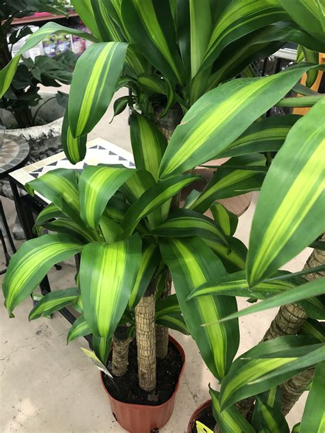 ‘dracena Mass Cane 10 Inch Islington Nurseries Garden Centre