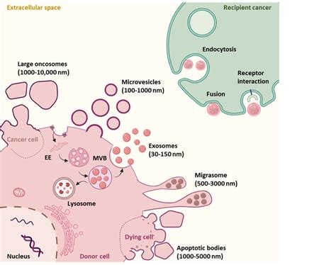 Schematic Representation Of Extracellular Vesicle Subtypes Biogenesis