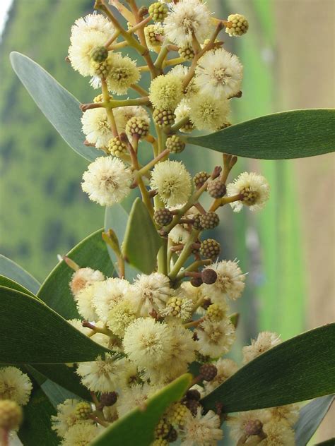 Acacia melanoxylon - Blackwood - Noosa Landcare