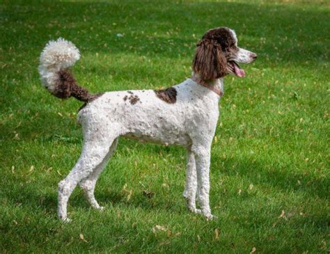 Akc Standard Parti Poodle Male Puppies Born On 6 24 2015 For Sale In