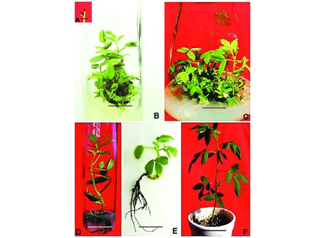 Direct Multiple Shoot Regeneration From Nodal Explants And Complete